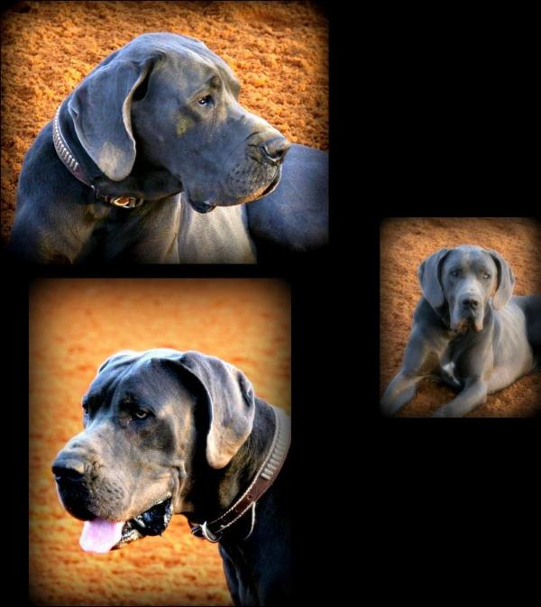Glorys sterling blue romeo | Great Dane 
