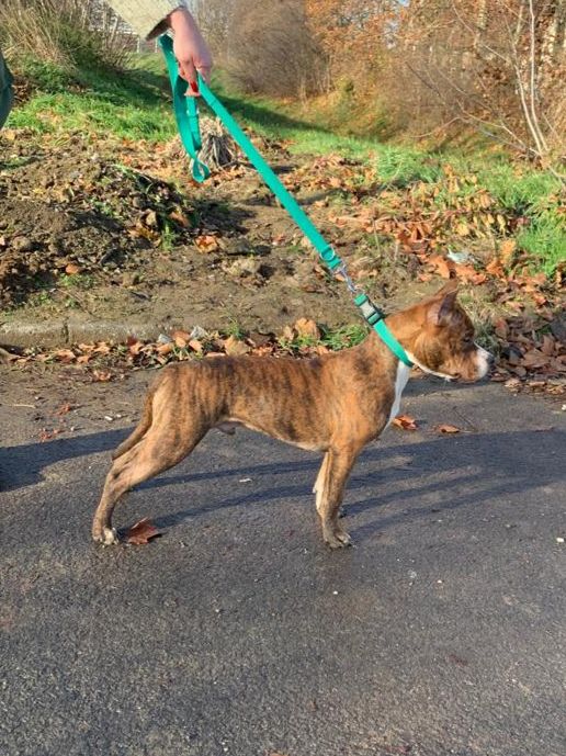 Robustaff Brindle Boy "Bosco" | American Staffordshire Terrier 