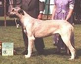Taliesin's Lorcan | Irish Wolfhound 