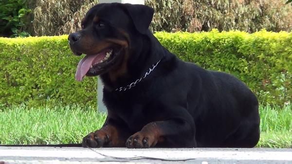 Gaston Iron-Rottweilers | Rottweiler 