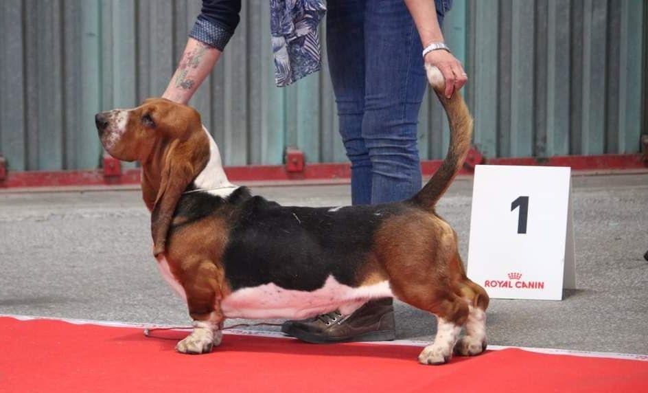 Rallier domaine de léon de la seille | Basset Hound 