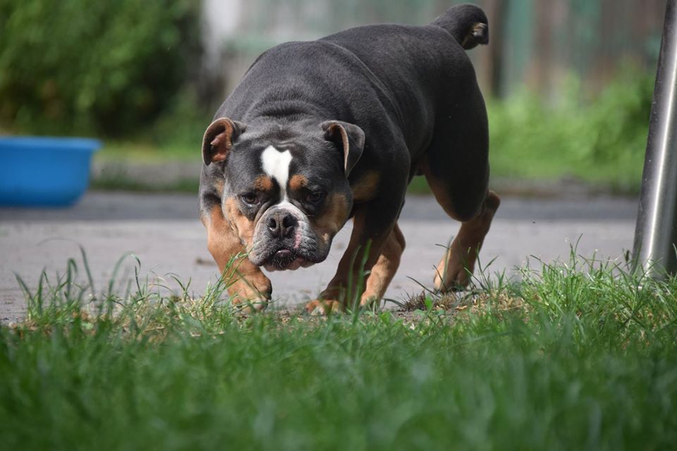 Bullforce Muppet | Olde English Bulldogge 