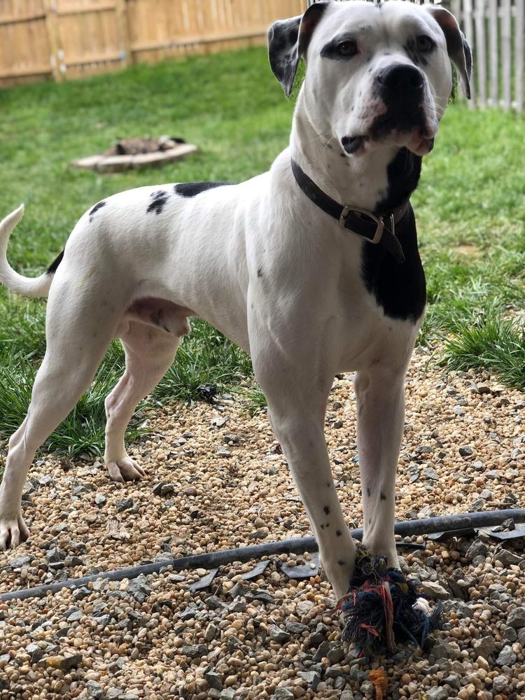 DAMIEN OF BULLHEAD | American Bulldog 