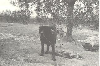 GUAPPO k | Cane Corso 