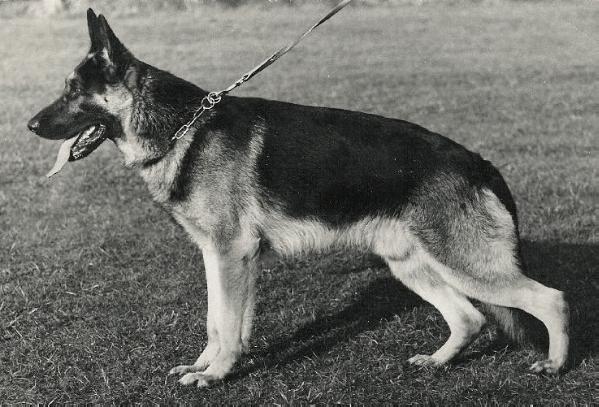 Arko vom Pflaumbachtal | German Shepherd Dog 