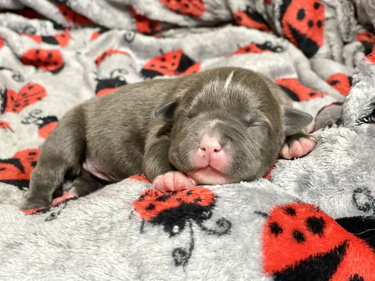 Igra Teney Gaultier | American Staffordshire Terrier 