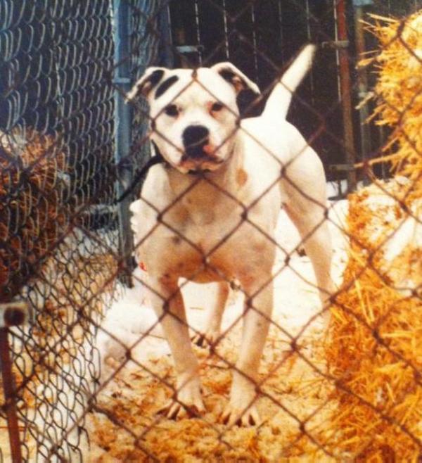 Barb's Daisey Mae | American Bulldog 