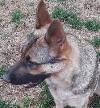Orchards Sasha | German Shepherd Dog 
