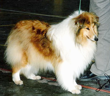 MAVERNI GORGET GIRL | Rough Collie 