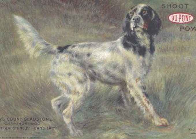 Lady's Count Gladstone (001900) | English Setter 