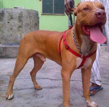 Simba of Kobi | American Pit Bull Terrier 