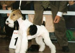 Valentin vom Jünglingshof | Wire Fox Terrier 