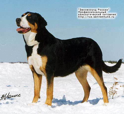 Beatrice v. Koblenzer Schloss | Greater Swiss Mountain Dog 