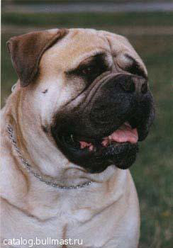 Pitmans's Bruno | Bullmastiff 