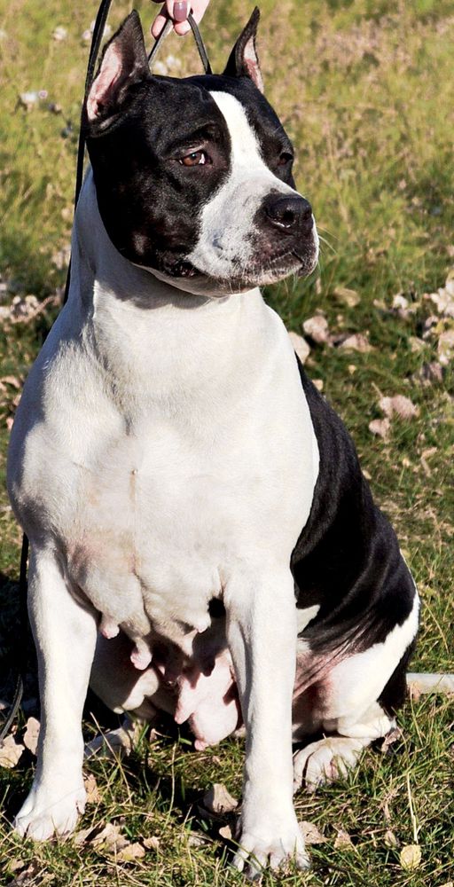 FAITER APRIL MORNING | American Staffordshire Terrier 