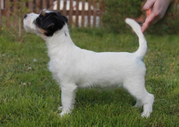 Pretty Star Dominik | Jack Russell Terrier 