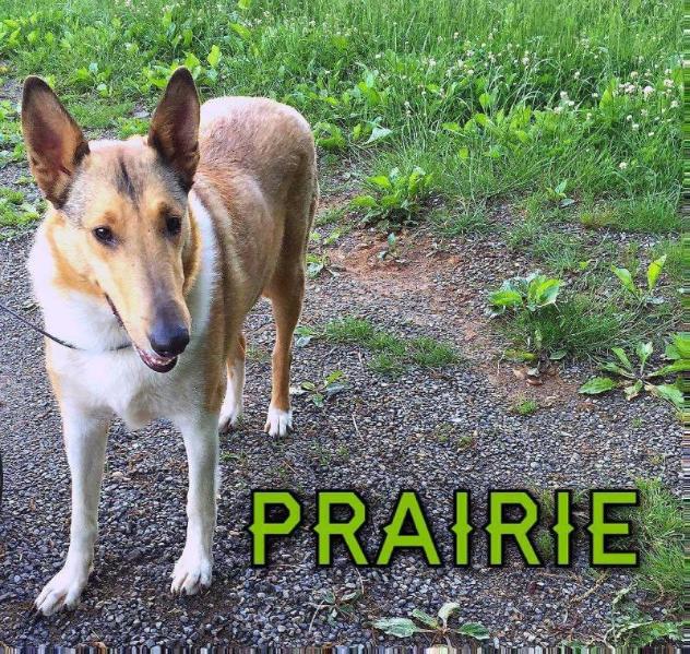 Prairie | Smooth Collie 