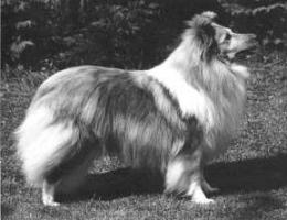 Mohnesee Sweet Martini | Shetland Sheepdog 