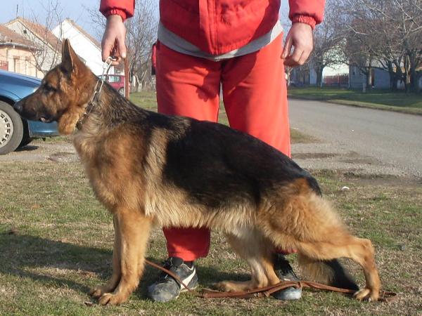 ROLF VON HAUS CRNI DJORDJE | German Shepherd Dog 