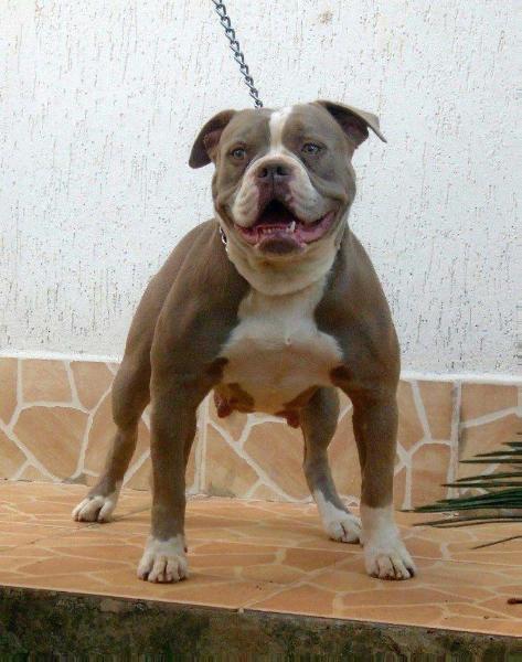 Sunshine Bulls Kyra | Olde English Bulldogge 