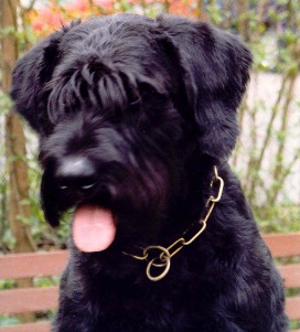 Faust vom Paderquell | Giant Schnauzer 