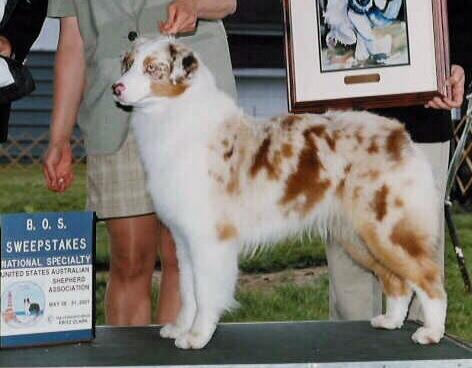 Darwin Manape Allthatmatters ' | Australian Shepherd 