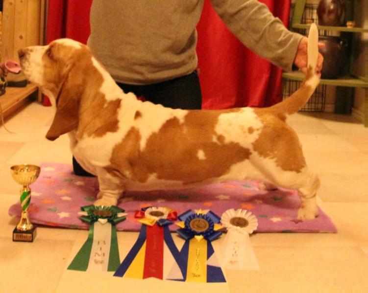 Basbuddy Holly Hunter | Basset Hound 