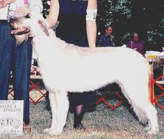 R Noble Gobnat of Eagle | Irish Wolfhound 