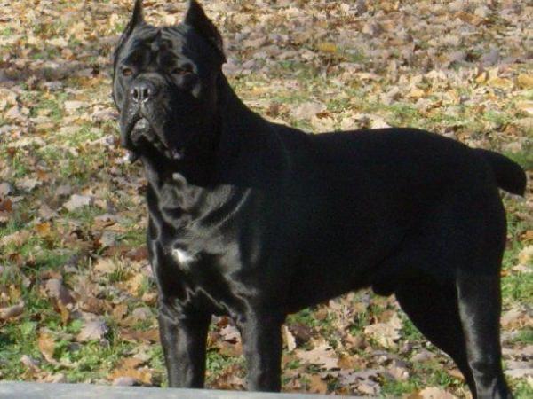 Donato guardiana | Cane Corso 