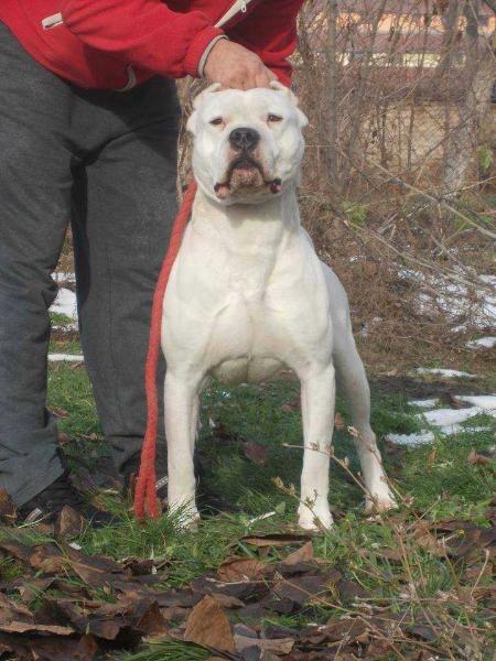 FALUCHO DO BRAVURA DEL AYAR | Argentine Dogo 