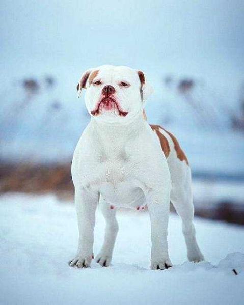 INFANTRY GOLD Unessa | American Bulldog 