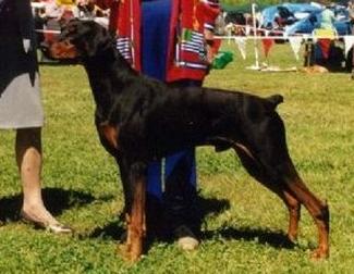 Cabochon Licorice Alsort | Black Doberman Pinscher