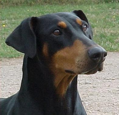 Cabochon at Lynnesdotcom | Black Doberman Pinscher