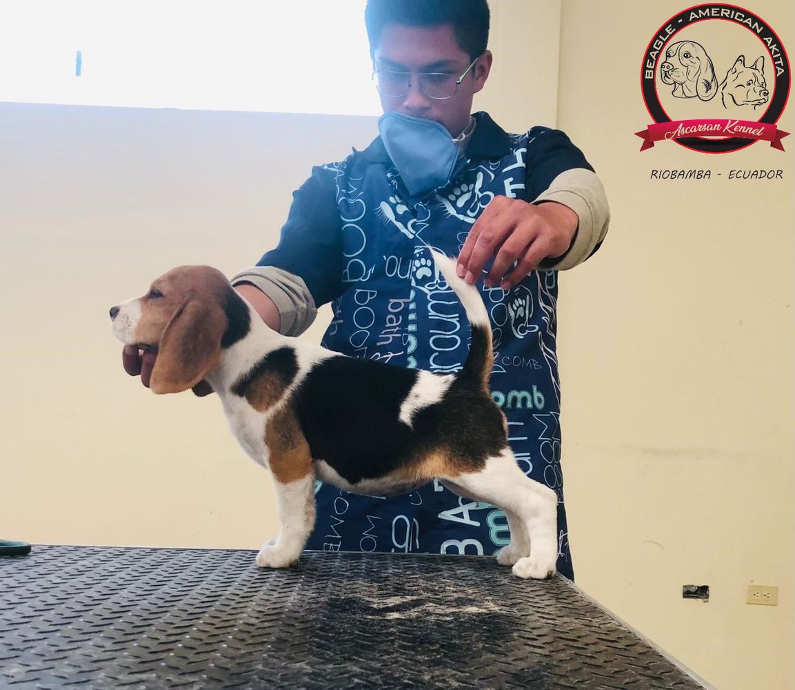 ALEXA ASCARSAN KENNEL | Beagle 