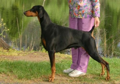 Cabochon Ecky Thump | Black Doberman Pinscher