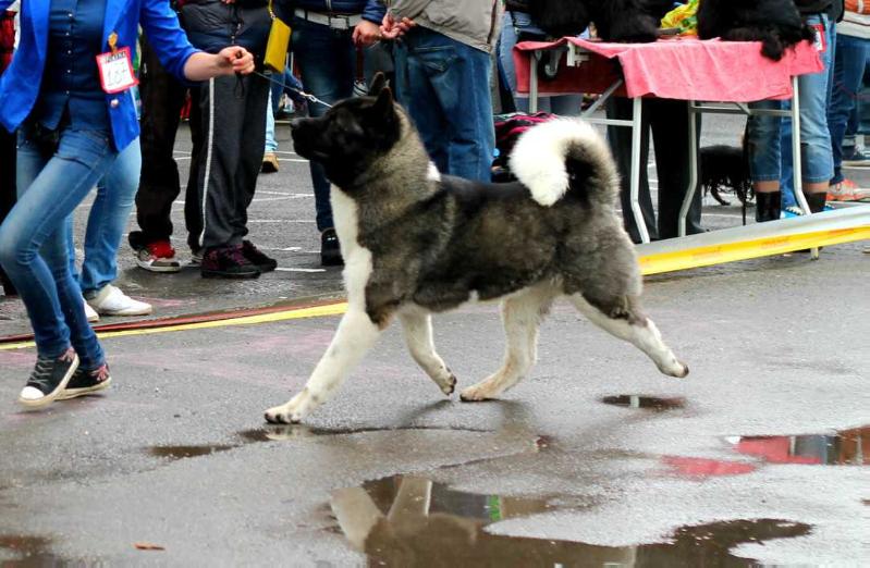 Rayf Shalimar Bifotaun | Akita 