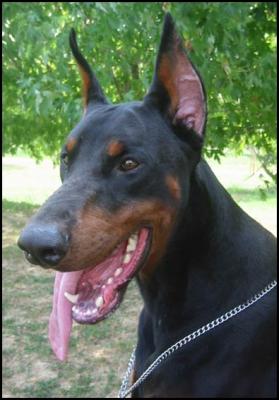 Twister du Chemin des Noues (LOF 70732) | Black Doberman Pinscher