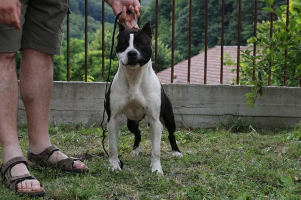 Real Am Staf Savannah | American Staffordshire Terrier 