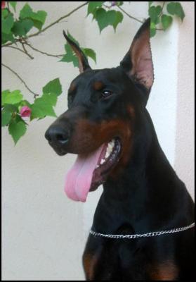 Eddy Del Nasi | Black Doberman Pinscher