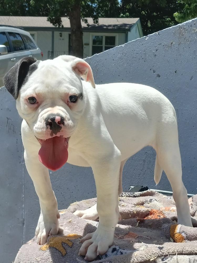 YAB's Nola Girl of HOC Bulldogs | American Bulldog 