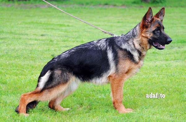 Roma Del Miglio D'Oro | German Shepherd Dog 