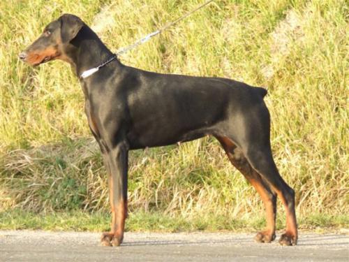 Aimée de Rouge Sang | Black Doberman Pinscher