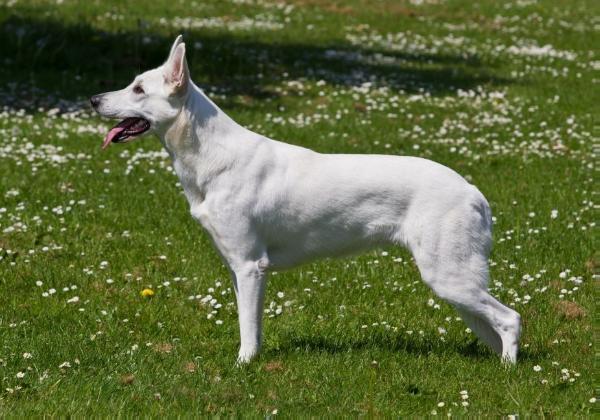 BeDaBlanco's Brave Beyla | White Swiss Shepherd Dog 