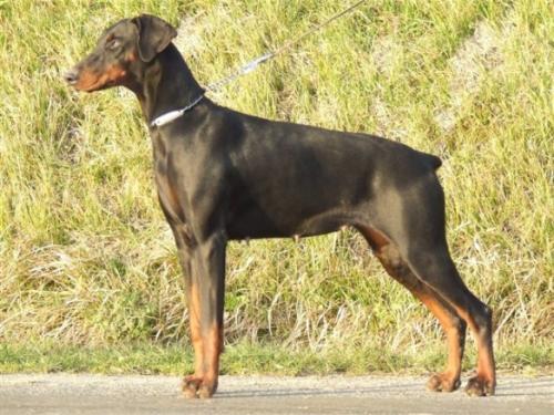 Angela de Rouge Sang (LOF 77610) | Black Doberman Pinscher