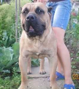 Darius de la Roue Solaire | Perro de Presa Canario 