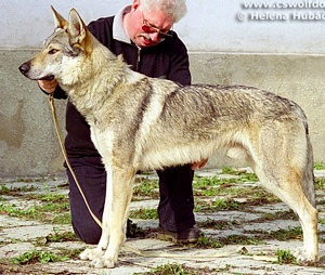 Dino z Rosíkova | Czechoslovakian Wolfdog 