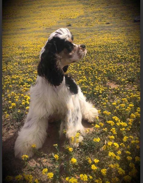 Tell-Tail's Southern Utopia Duchess | American Cocker Spaniel 