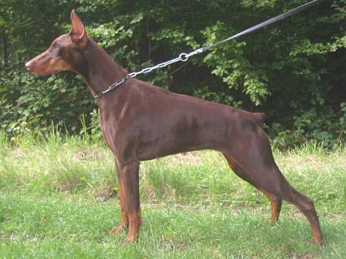 Une de Sappho de Rouge Sang | Brown Doberman Pinscher