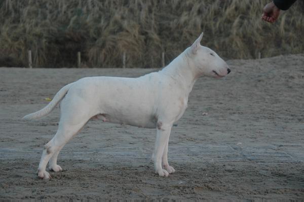 Seaside Bully's Aphrodite | Bull Terrier 