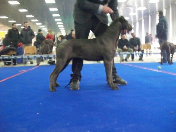 Avra | Cane Corso 